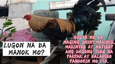 lugon na manok meaning|PARAAN SA LUGON NA MANOK,BACKYARD .